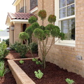 Bed with Topiary