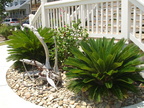 Landscaping with Rock & Sago Palms