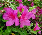 Azalea Formosa