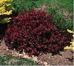 Barberry Crimson Pygmy s