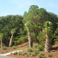 Sabal Palms