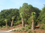 Sabal Palms