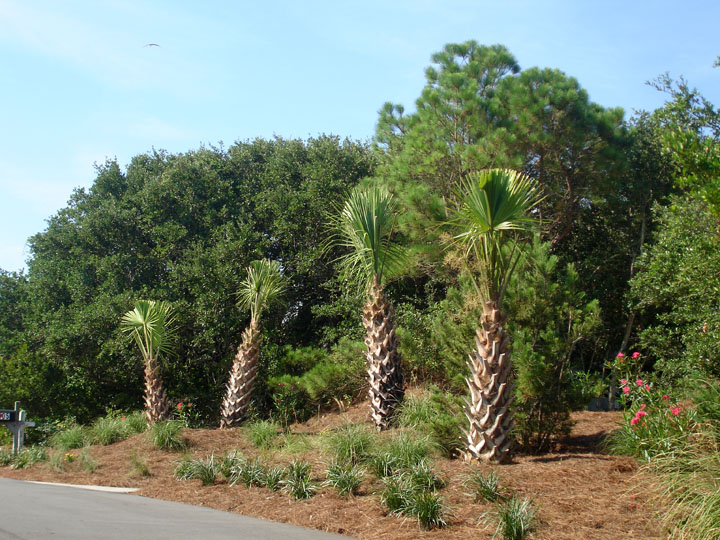 Landscaping with Palms