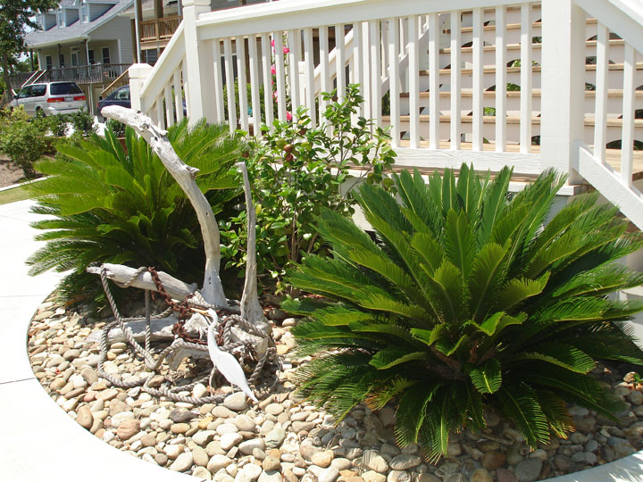 Sago Palm